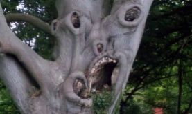 BRITAIN - Scariest Tree